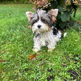 Pink collar - Parti female Yorkshire Terrier puppy in Massachusetts from Happy Tail Yorkies and Maltese