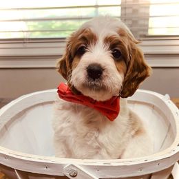Timon - White male Cavapoo puppy in Bradenton, Florida from Christianna’s Mini Goldendoodles