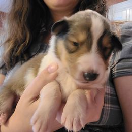 Collie Puppies from Voneida Collies