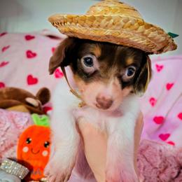 Hope - Chocolate and white female Chihuahua puppy in Bandera, Texas from Pup Cakes