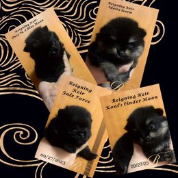 Pomeranian Puppies from Silver’s Reigning Heir Poms