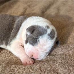 Indigo - Blue female American Staffordshire Terrier puppy in Conley, Georgia from Cicero Kennels