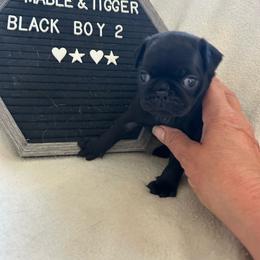 Boy 2 - Black male Pug puppy in Norborne, Missouri from Pug Palace