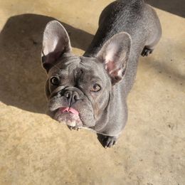 Khrome - French Bulldog