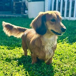 Isabella - Dachshund