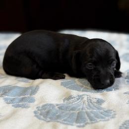 Raven (CKC) - Black female Dachshund puppy in Live Oak, Florida from Johnson’s Weiner Farm