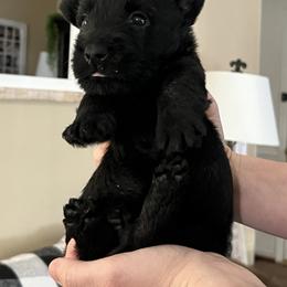 Scottish Terrier Puppies from Oodles of Cuties!