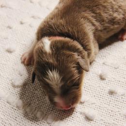 Australian Shepherd Puppies from Cooper Ridge Aussies
