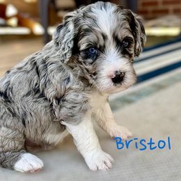 Bernedoodle and Goldendoodle Puppies from Doodling Around Indiana Poodles & Doodles