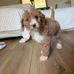 April - Apricot female Goldendoodle puppy in Loma Rica, California from BloomingPuppies