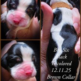 Boy 6 - Black white and tan male English Springer Spaniel puppy in Silverdale, Washington from TimberVale Springers