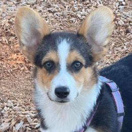 Snoopy - Red male Pembroke Welsh Corgi puppy in Sacramento, California from 777 Corgis