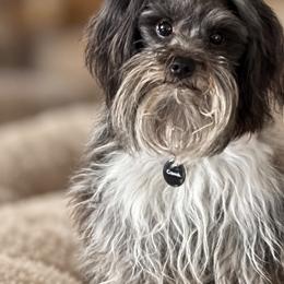 Miniature Schnauzers from Winfree’s Schnauzers