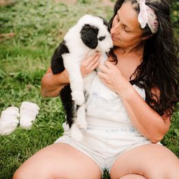 Sheepadoodle Puppies from Life Unleashed Farm