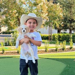 Clove - Yellow and white female Bernedoodle puppy in Yuba City, California from Ranch House Doodles