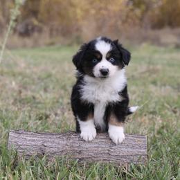 Emmet - Black tri male Miniature American Shepherd puppy in Hamilton, Montana from North Lake Aussies