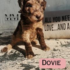 Double Doodle and Morkie Puppies from McCormack Morkies + Merle Doodles