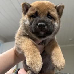 Shiba Inu Puppies from Shiba Co.