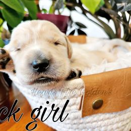 Golden Retriever Puppies from Golden Meadow