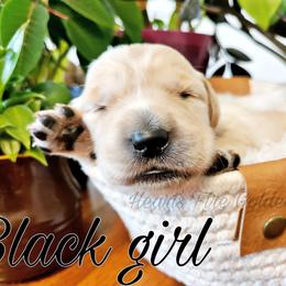 Golden Retriever Puppies from Golden Meadow