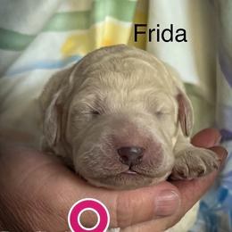 Frida - White female Poodle puppy in Greenville, North Carolina from Grace Poodles