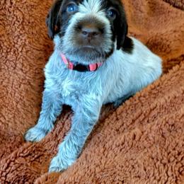 Pink Collar - Brown and gray female Wirehaired Pointing Griffon puppy in Maiden, North Carolina from Saint Barbara's Wirehaired Pointing Griffons