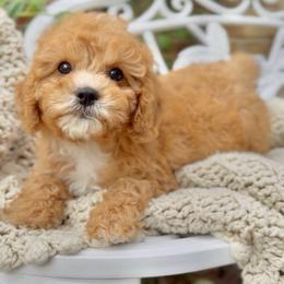 Clover - Apricot female Cavapoo puppy in Arlington, Texas from Van Haselen Poodles and Doodles