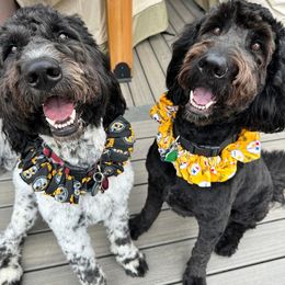 Newfoundland, Newfypoo, and Sheepadoodle All Grown Up from Sweet Creek Pups