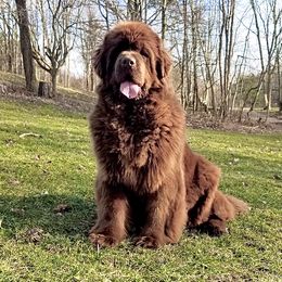 Echo - Newfoundland