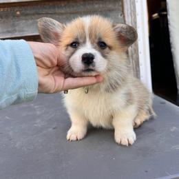 Green - Red male Pembroke Welsh Corgi puppy in Pilot, Virginia from Katie's Corgis - VKM Farmstead