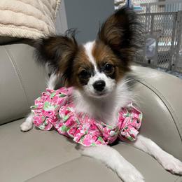 Cinnamon - Papillon