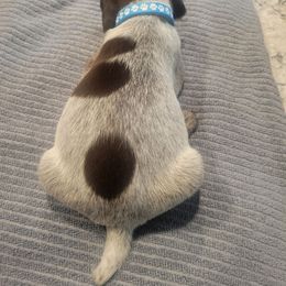 Girl 4 - Liver and white female German Shorthaired Pointer puppy in Chetek, Wisconsin from Susan's German Shorthaired Pointers
