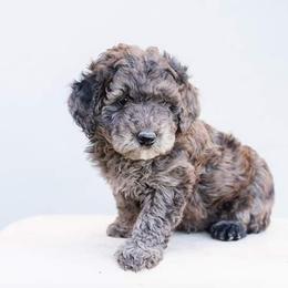 Aussiedoodle and Goldendoodle Puppies from Ever After Doodles Arizona