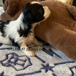 Willum - Black and white male Havanese puppy in Hudson, New York from Havanese of Claverack and Hudson Valley Labradors