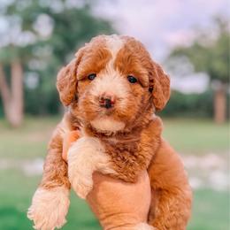 Victoria - Red  female Goldendoodle puppy in Iola, Texas from Supreme Doodles of Texas
