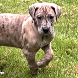 Great Danes from K&A Danes