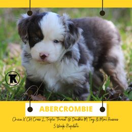 Australian Shepherd, Miniature Australian Shepherd, and Toy Australian Shepherd Puppies from TK Standard, Mini, & Toy Aussies