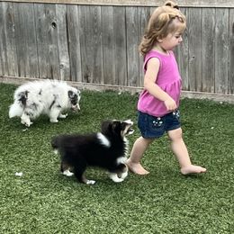 Guess - Black white and tan female Shetland Sheepdog puppy in La Porte City, Iowa from Kyrie Shetland Sheepdogs