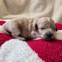 Lucy - Apricot female Cavapoo puppy in Casa Grande, Arizona from Curls and Camo Pups