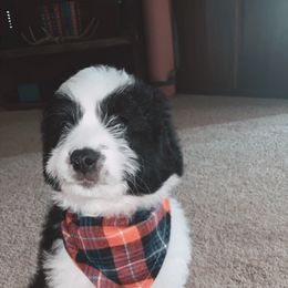 Aussiedoodle Puppies from Soap Creek Kennels