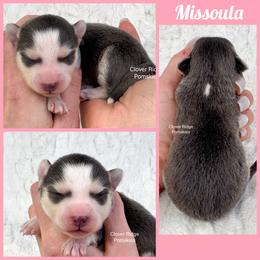 Missoula - Blue female Pomsky puppy in Sheffield, Iowa from Clover Ridge Pomskies