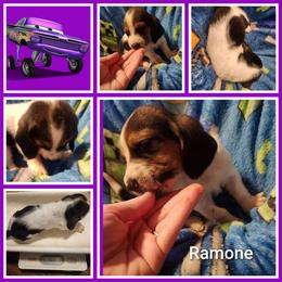Ramone - Black white and tan male Basset Hound puppy in Mill Springs, North Carolina from Mountain View Basset Hounds