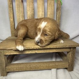 Rusty - Apricot male Goldendoodle puppy in Pleasant Prairie, Wisconsin from Prairie Doodle Dogs