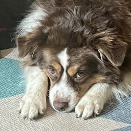 prescott - Miniature Australian Shepherd
