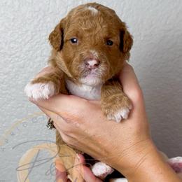 Violet - Apricot female Goldendoodle puppy in Murrieta, California from Apricot Poodles & Goldendoodles, LLC