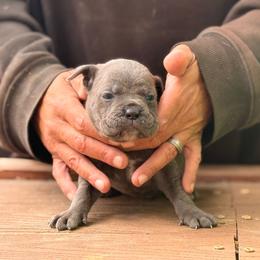 Earl grey out - Gray male Cane Corso puppy in Ranger, Texas from Luna Rossa Cane Corso