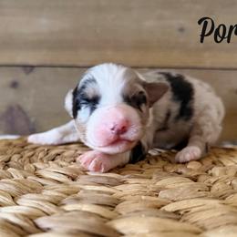 Porter - Blue merle male Australian Shepherd puppy in Kearney, Nebraska from Helix Aussies