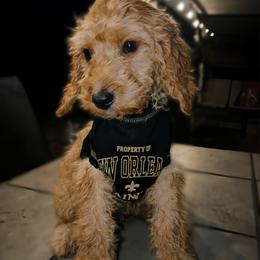 Purple Collar - aka Yellowstone National Park - Phantom female Goldendoodle puppy in Eunice, Louisiana from Maison De Pawz