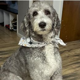 Wendy - Sheepadoodle