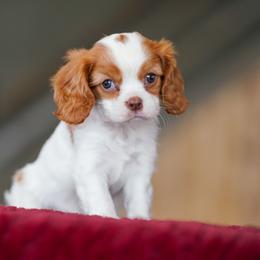 Almond - Blenheim female Cavalier King Charles Spaniel puppy in Sugarcreek, Ohio from Chocolate Cavalier